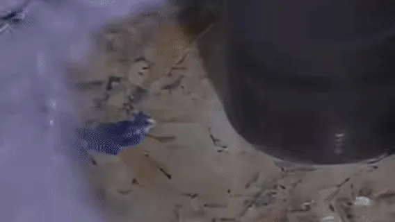 Animated Background